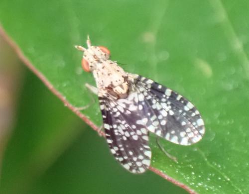 Trypetoptera punctulata